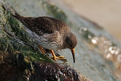 David Plant Photography - Wildlife Photography - Purple sandpiper - B